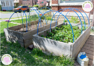 Lawns not only option for gardens